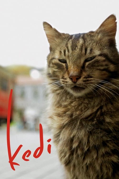 مشاهدة فيلم Kedi 2016 HD مترجم